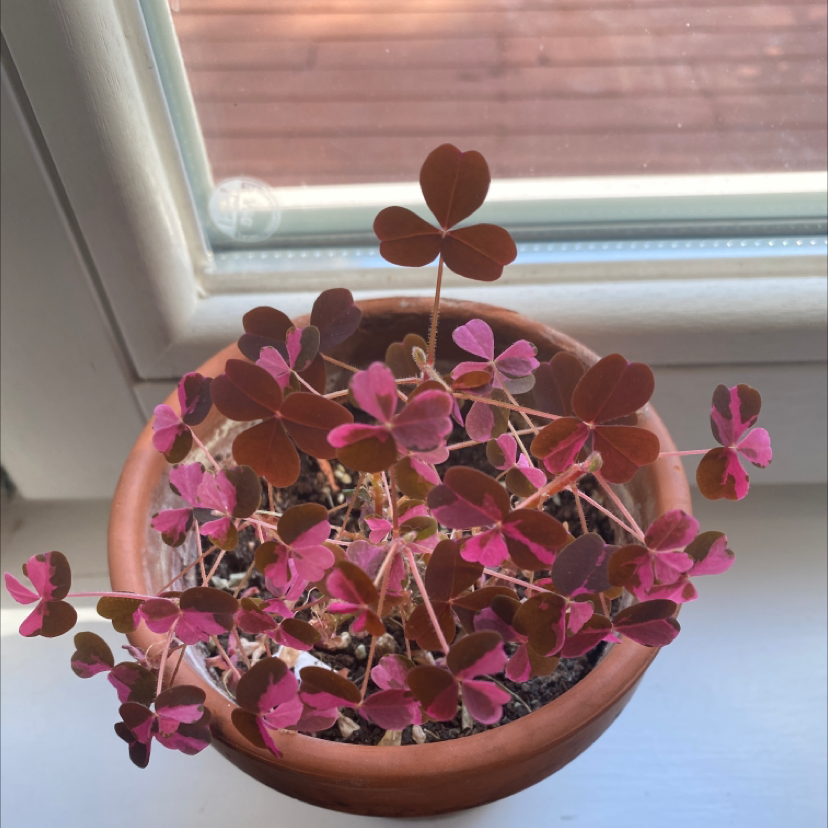 Potted Creeping Woodsorrel plant with pink and brown heart-shaped leaves near a window.