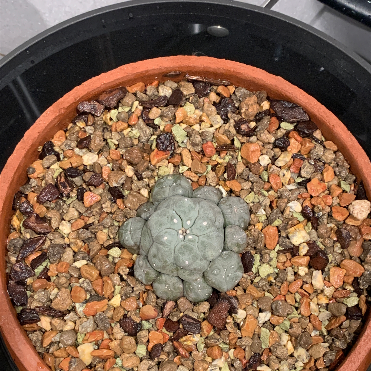 A healthy Peyote cactus in a pot with rocky soil.