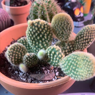 Bunny Ears Cactus plant in Somewhere on Earth