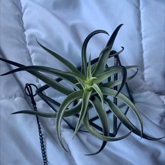 Tillandsia harrisii plant in Somewhere on Earth