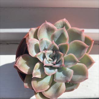 Echeveria 'Orion' plant in Somewhere on Earth