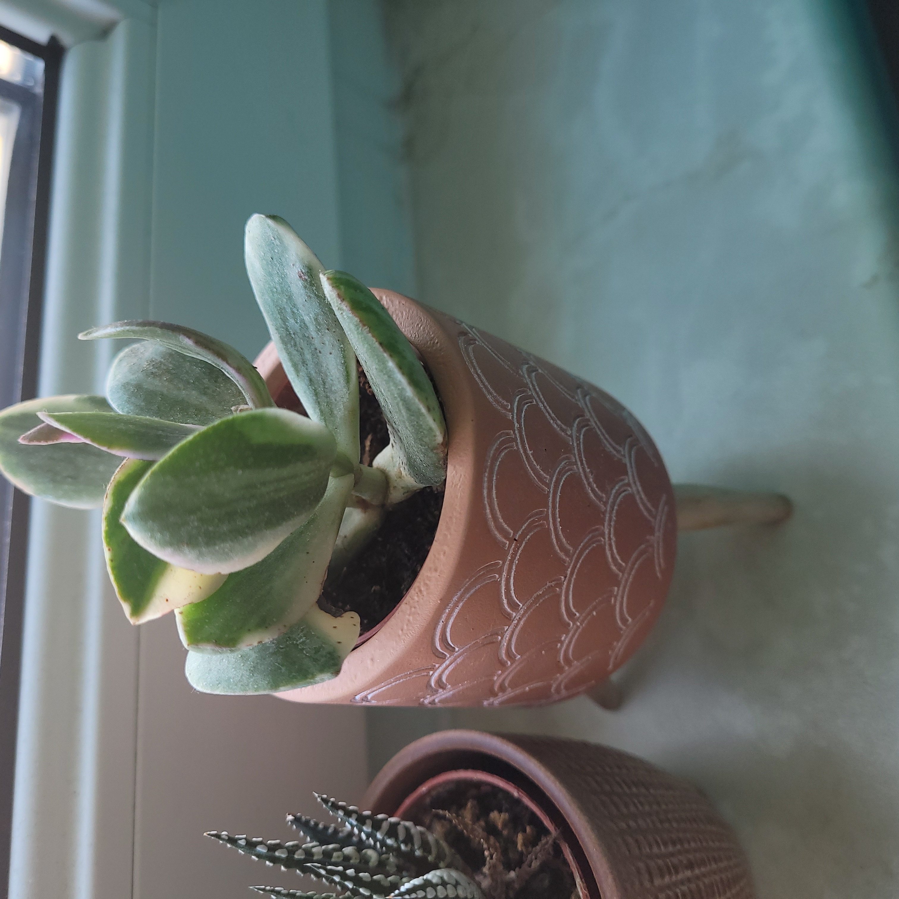 Photo of the plant species Crassula cotyledonis by @GladCowvine named Surya on Greg, the plant care app