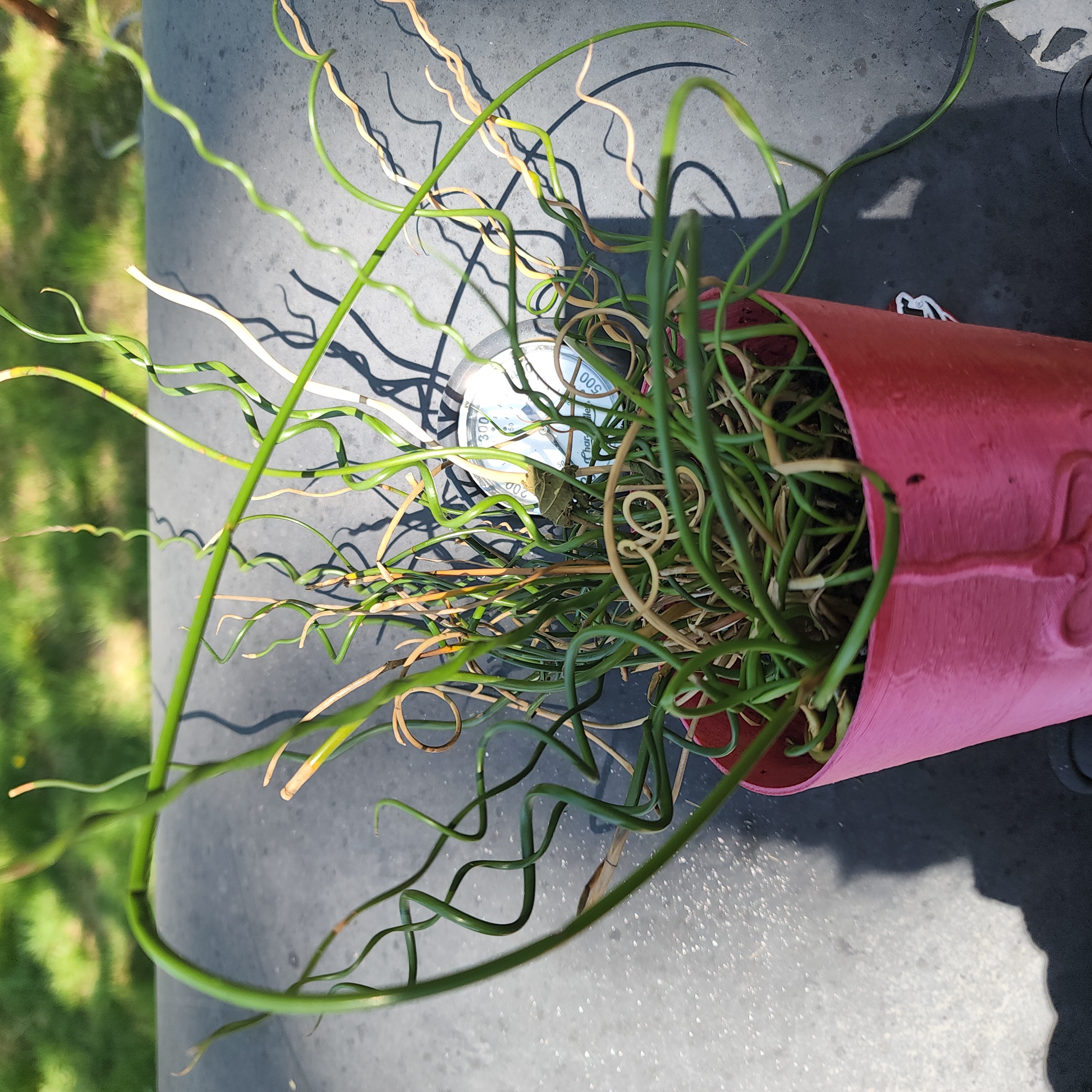 Corkscrew rush plant in a pink pot with curly stems, some yellowing and browning visible.