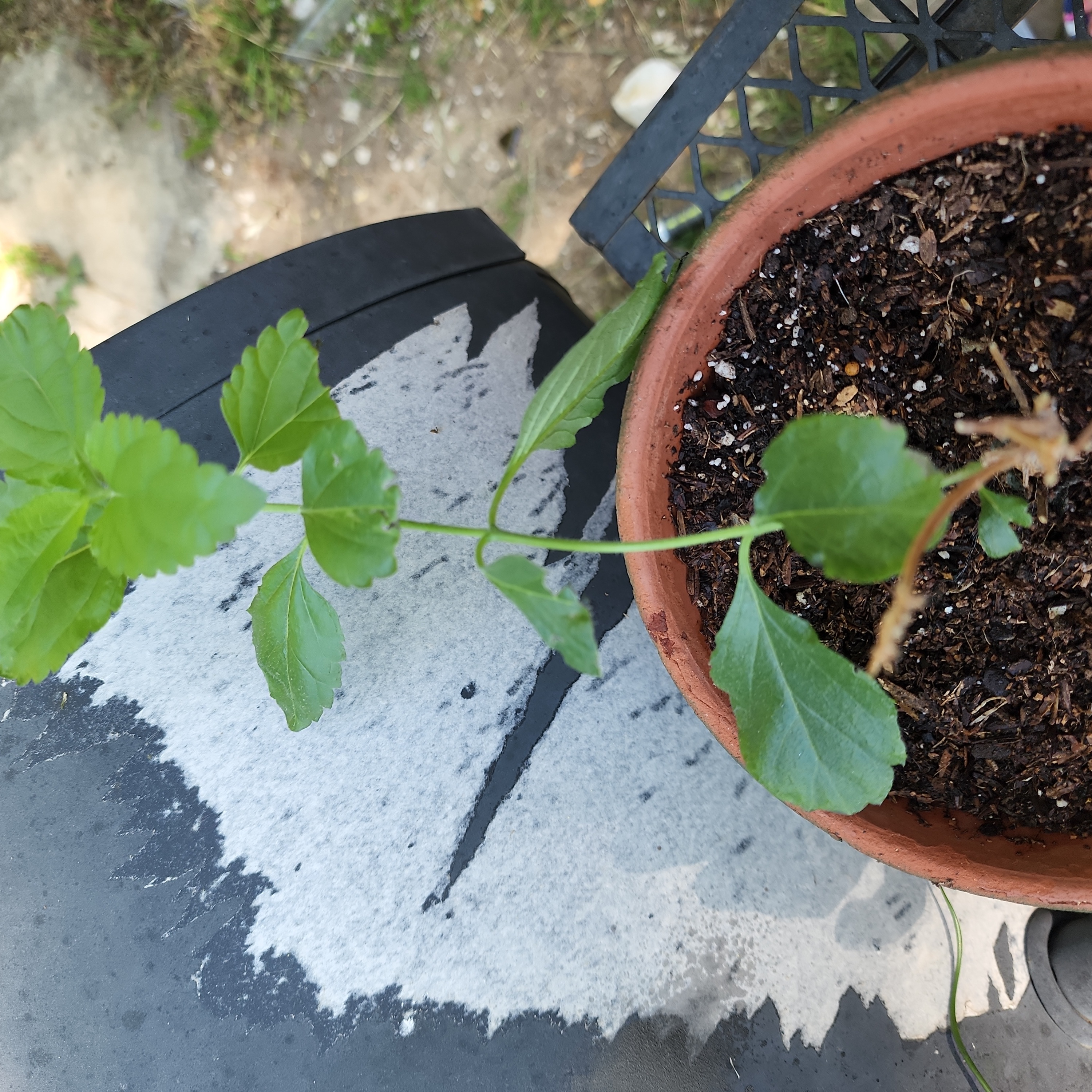 Potted White Mulberry plant with visible soil and some browning on a leaf.