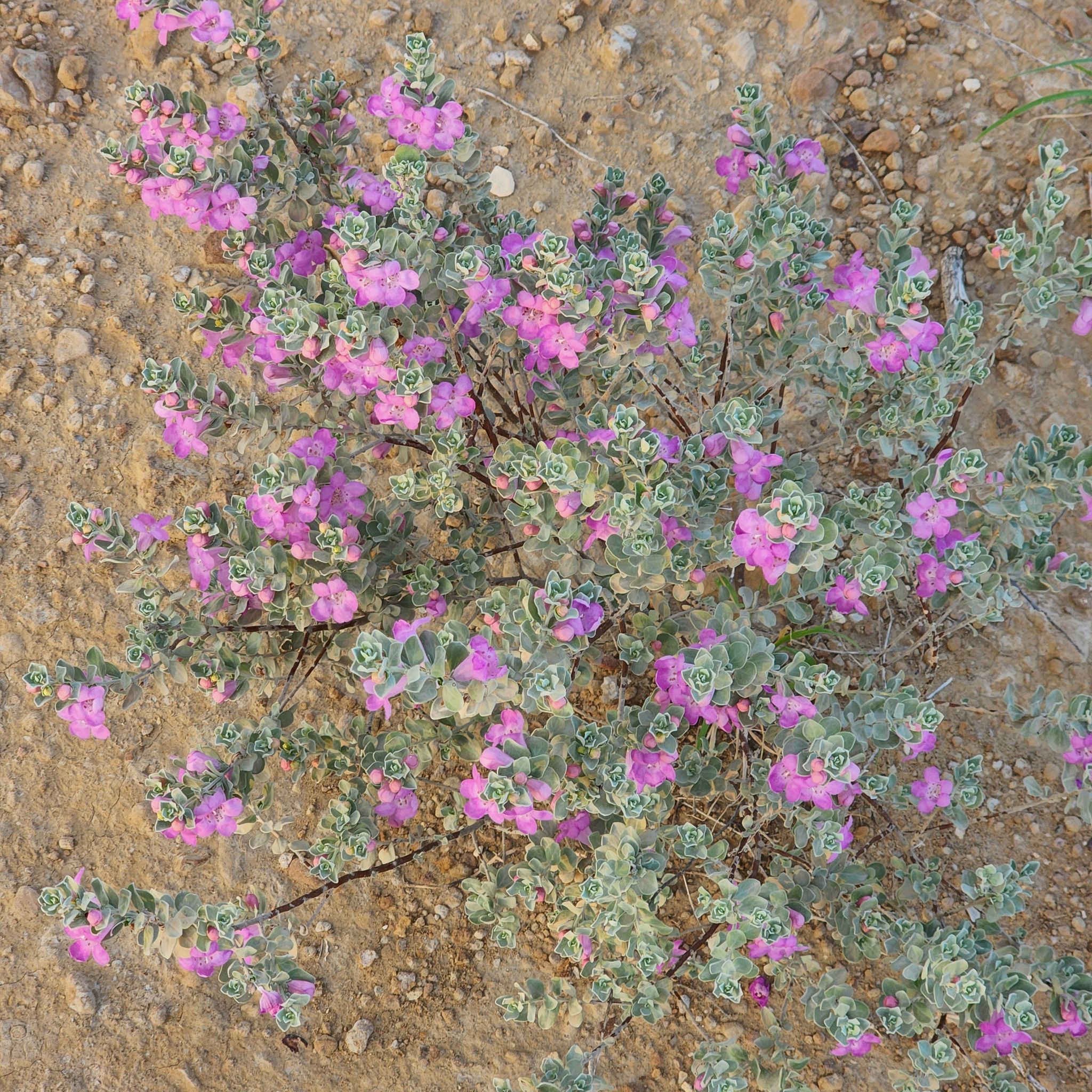 Texas Barometer Bush with purple flowers and green leaves in dry, rocky soil.