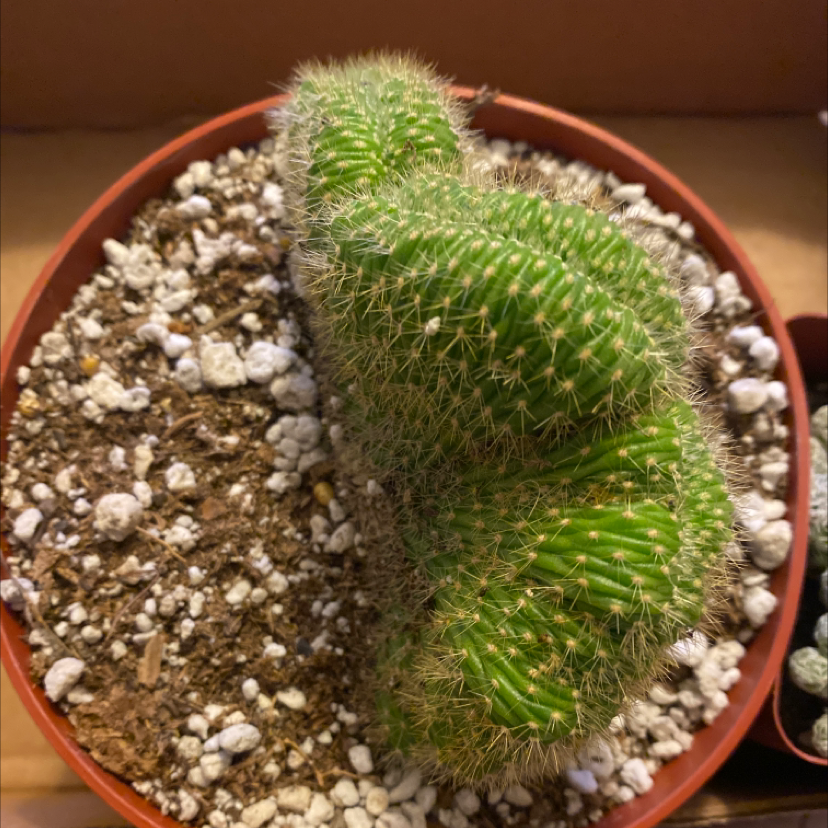 Photo of the plant species Stenocereus hollianus cristata by @Yoniplantgodess named Jimmy nuetron ⚛️ on Greg, the plant care app