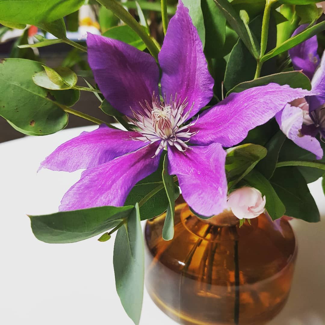 Italian Leather Flower with vibrant purple flowers and green leaves in a brown vase.