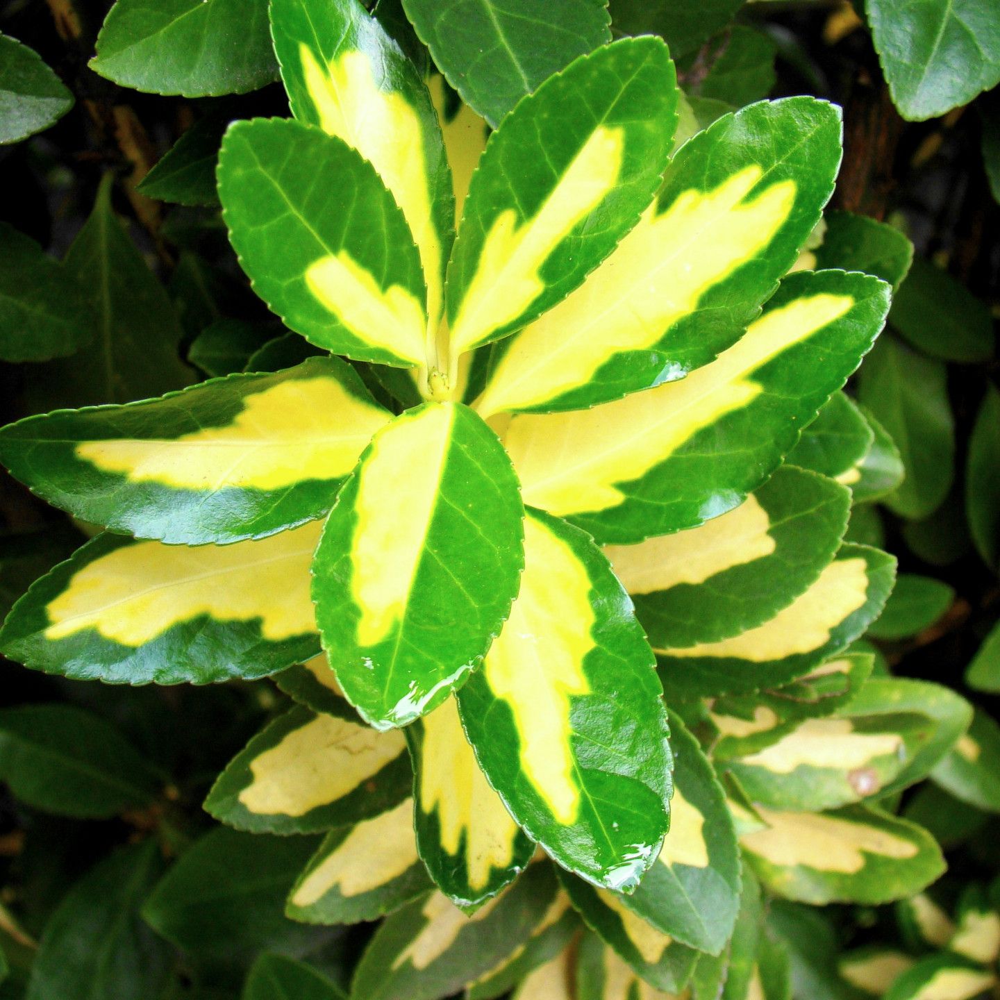 Japanese Spindle plant with variegated green and yellow leaves.