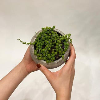 String of Pearls plant in Seoul, Seoul