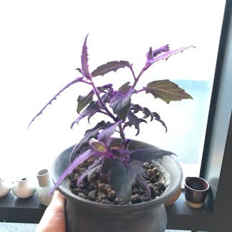Purple Velvet Plant plant in Seoul, Seoul