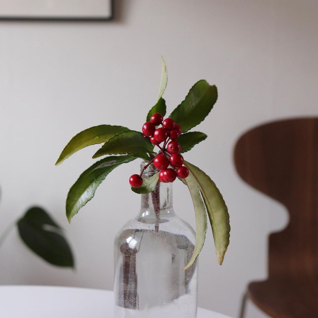 Sprig of Christmas Berry with red berries in a glass bottle, slight leaf yellowing.