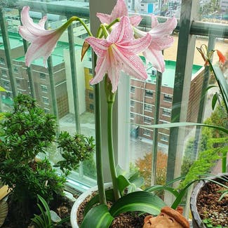 Barbosa Lily plant in Seoul, Seoul
