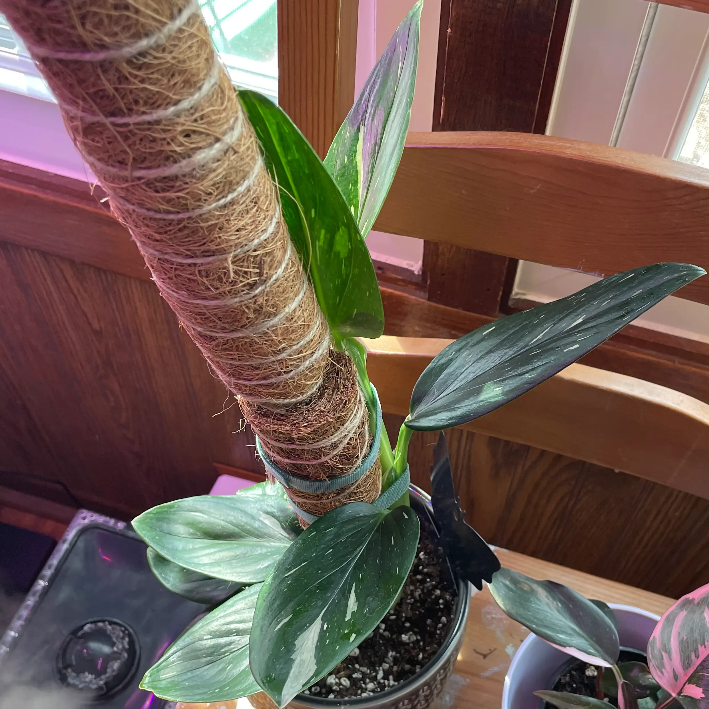 Monstera Cobra plant supported by a moss pole, potted in soil, with healthy green leaves.