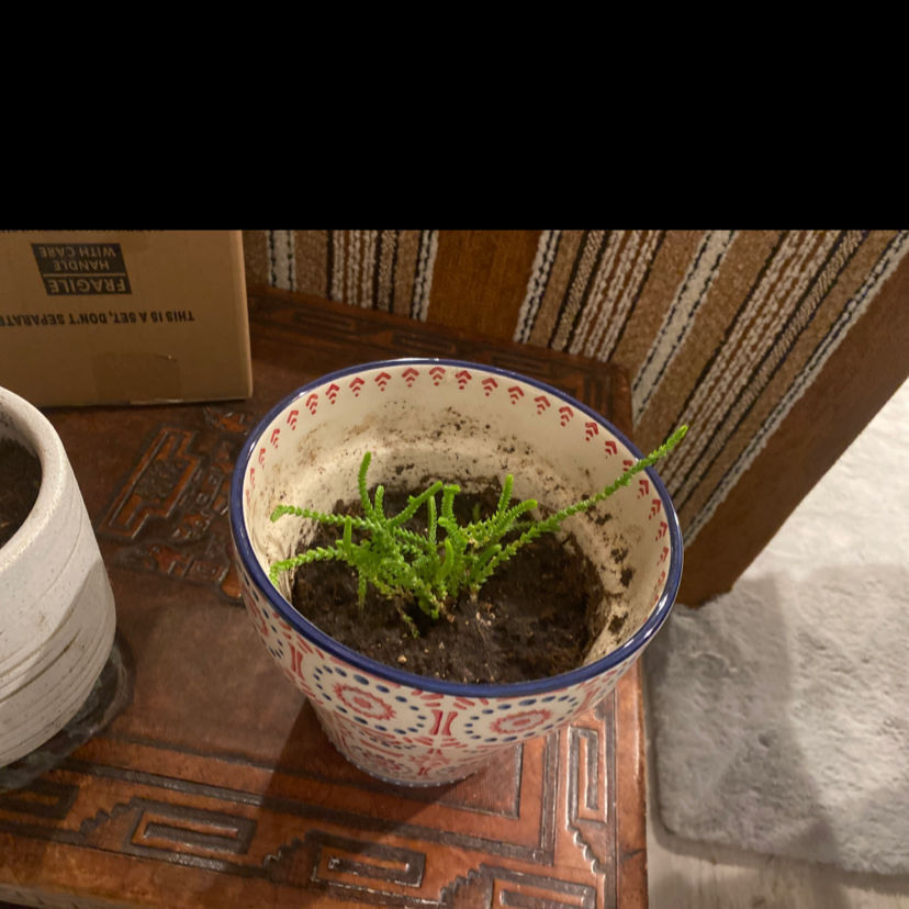 Potted Rattail Crassula plant with green, slender leaves in a decorative pot on a wooden surface.