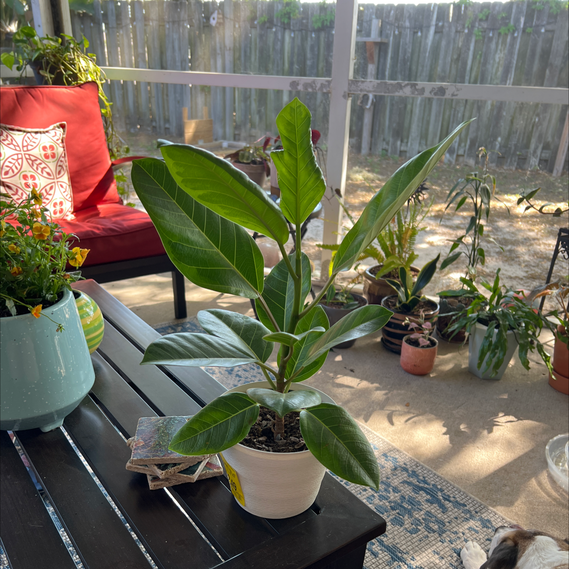 Potted Southern Magnolia plant on a table in an outdoor setting with vibrant green leaves.