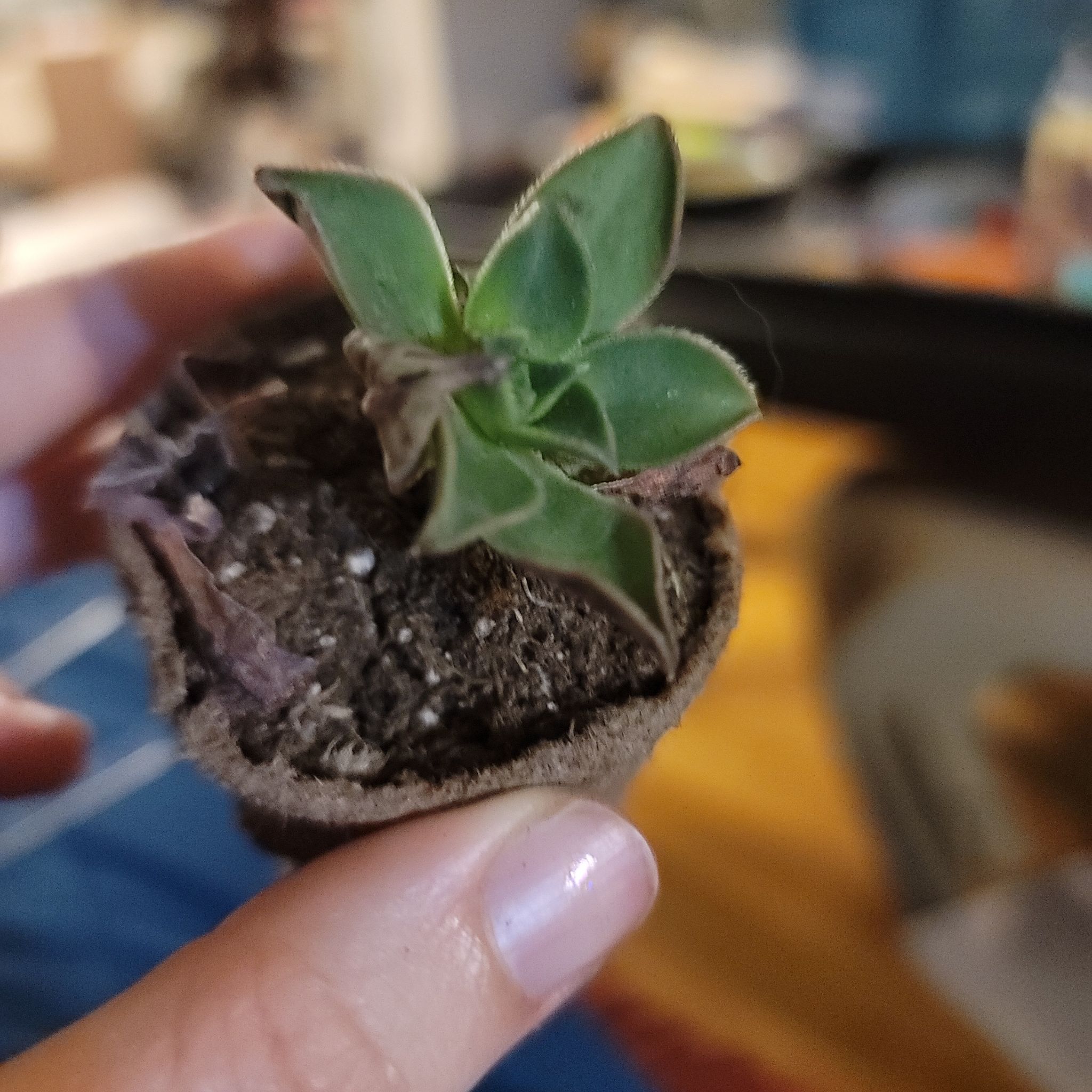 Small Aeonium 'Kiwi' plant in a pot held by a hand, with visible soil.