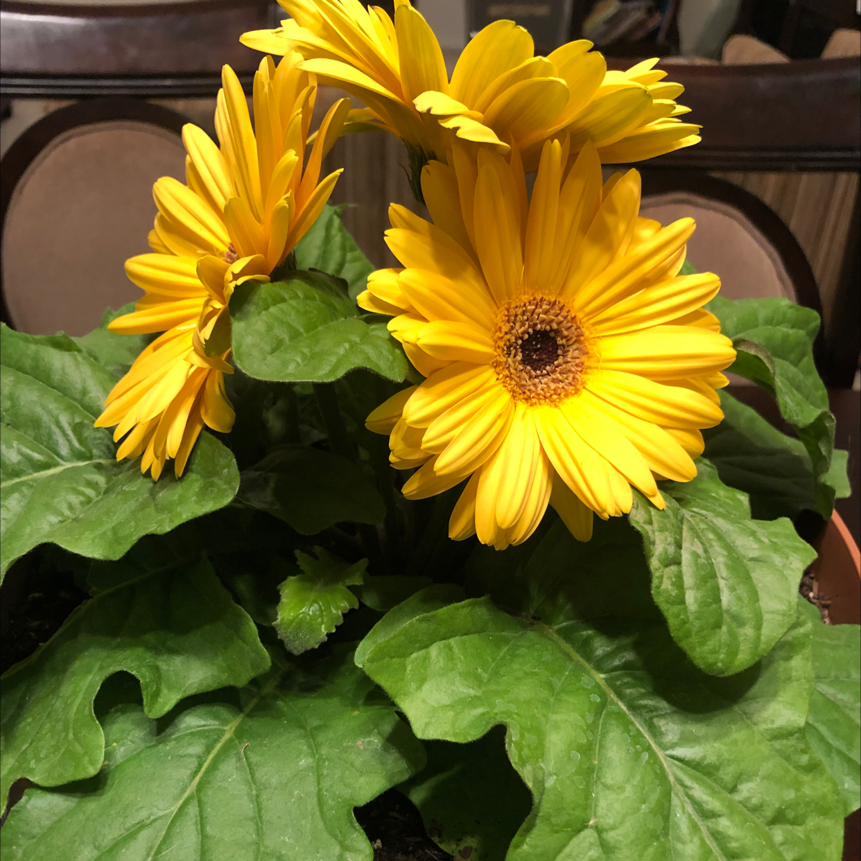 🌻 Common Sunflower Is Not Toxic To Dogs