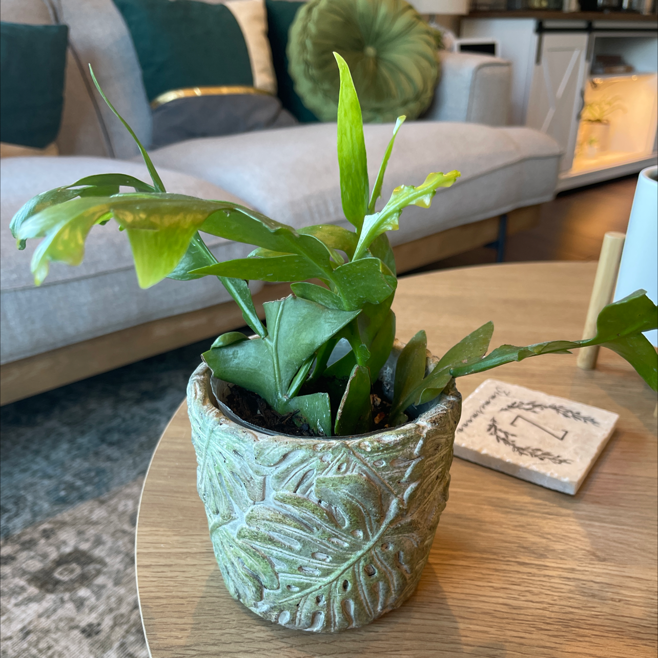 Potted shark fin cactus in an indoor setting with vibrant green leaves.