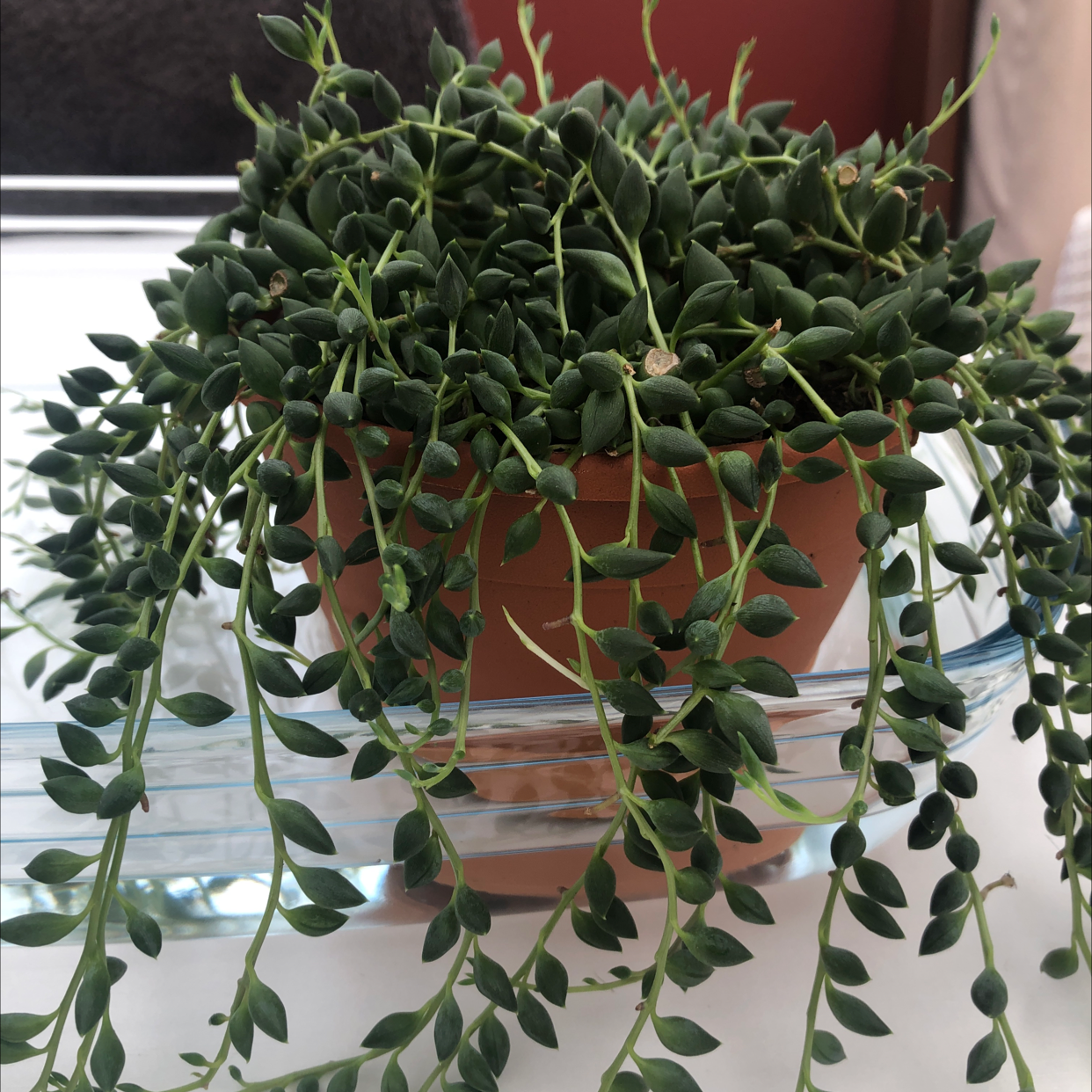 Healthy String of Watermelons plant in a terracotta pot with trailing stems.