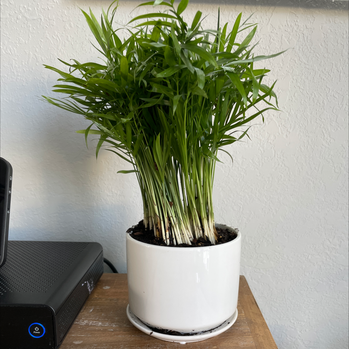 Photo of the plant species Parlour Palm by @Vdubz named Karen (7) on Greg, the plant care app