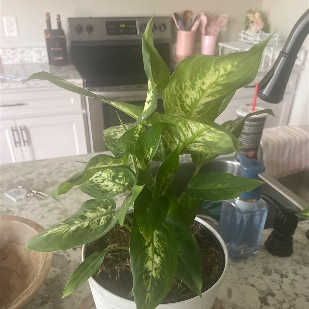Dieffenbachia 'Compacta' plant in a white pot on a kitchen counter, healthy with vibrant green leaves.