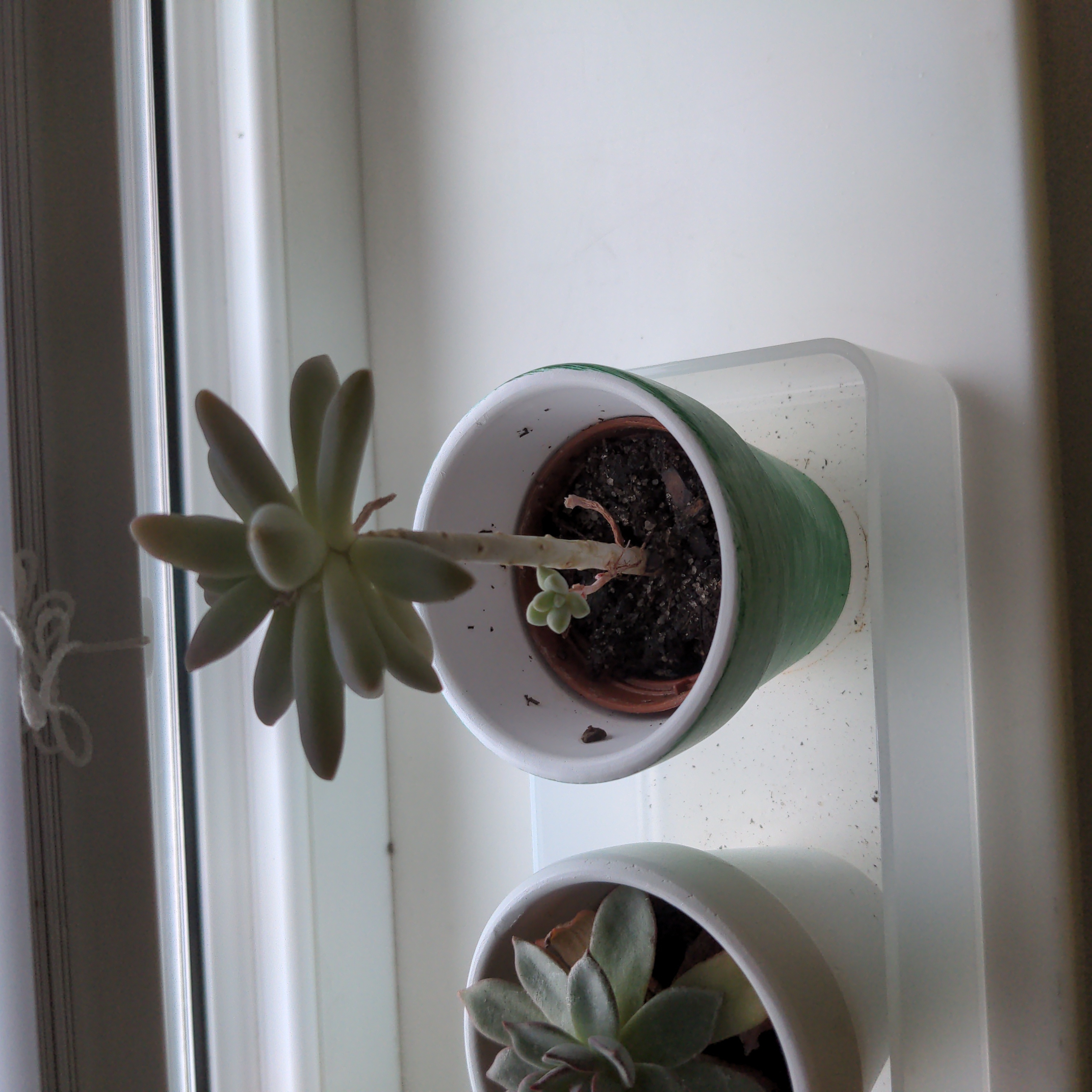 Pachyveria Little Jewel succulent in a small pot on a windowsill.