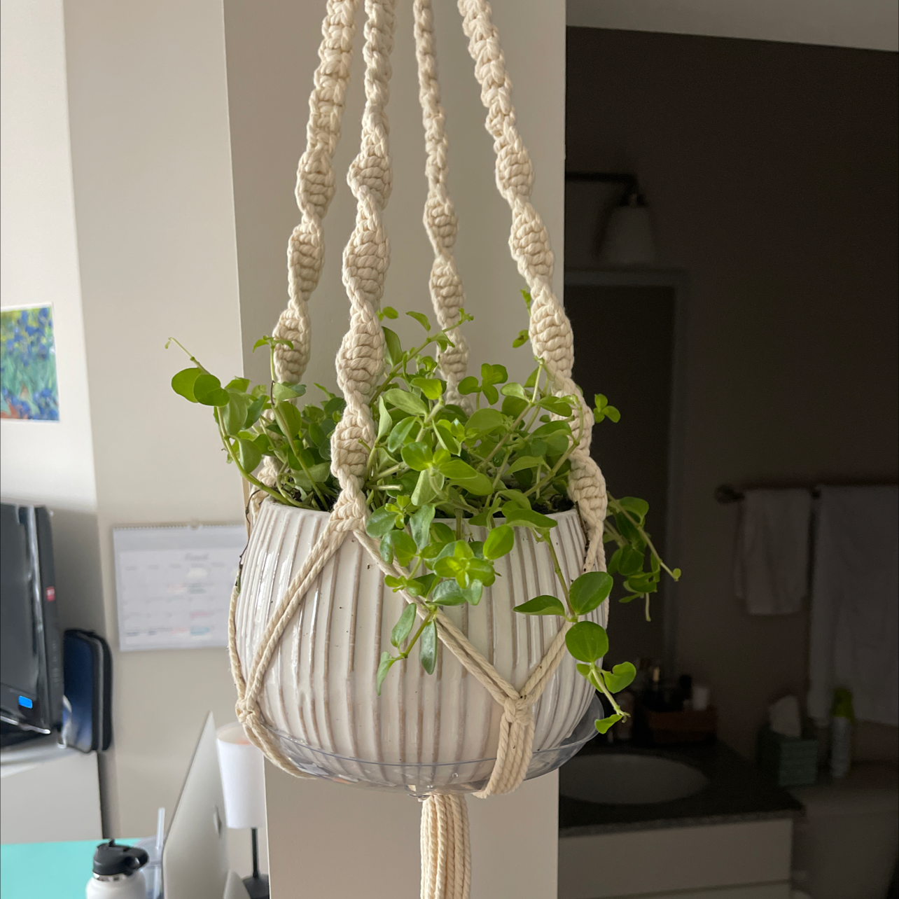 Photo of the plant species Arid-Land Peperomia by @ChiefKaraka named da Vinci on Greg, the plant care app