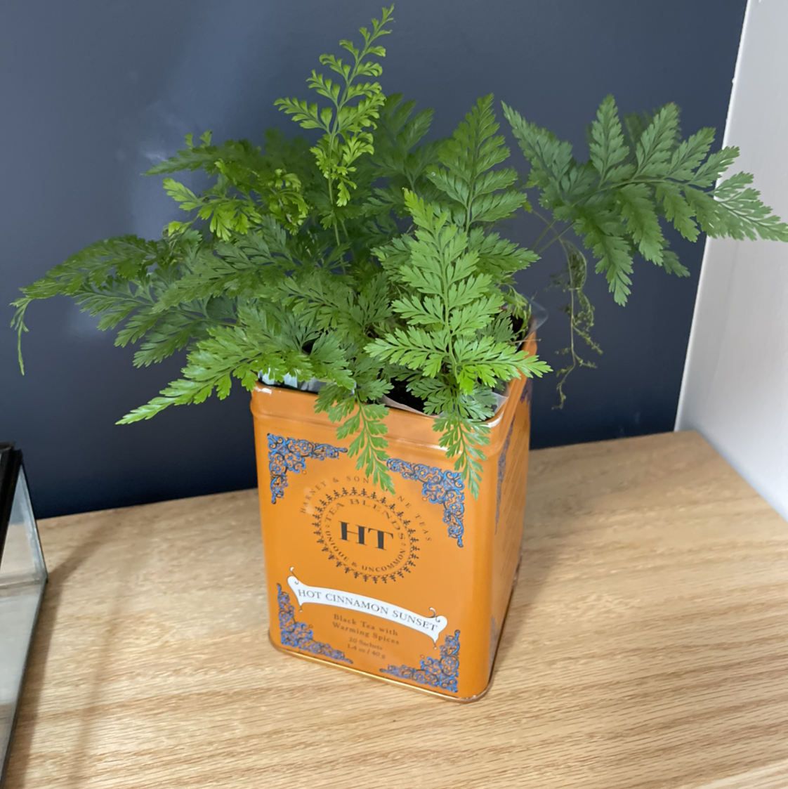 Healthy Black Spleenwort fern in an orange container on a wooden surface.