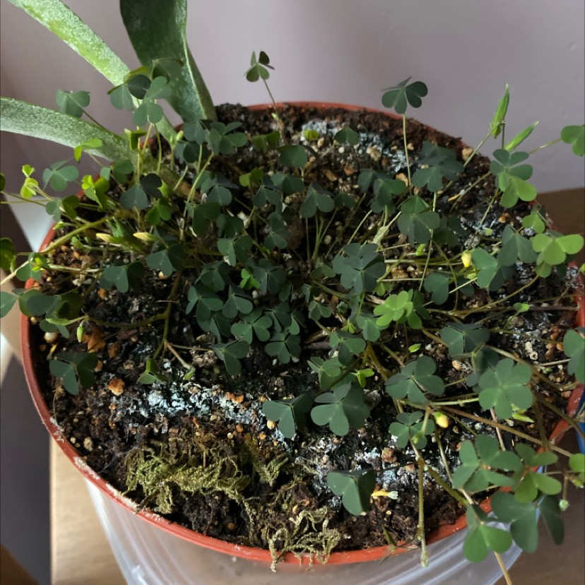 Potted Creeping Woodsorrel plant with visible soil and healthy leaves.