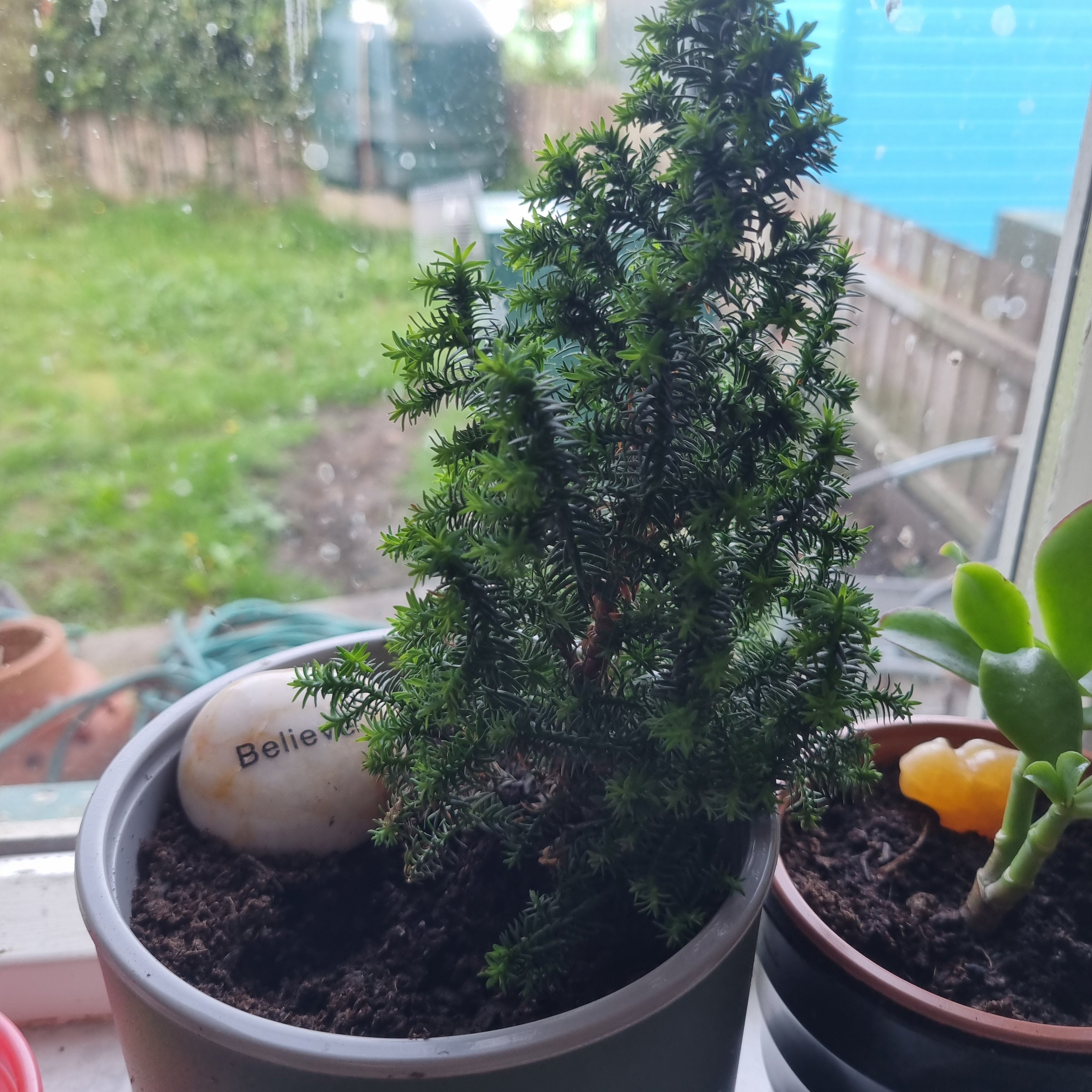 Best Soil for English Yew