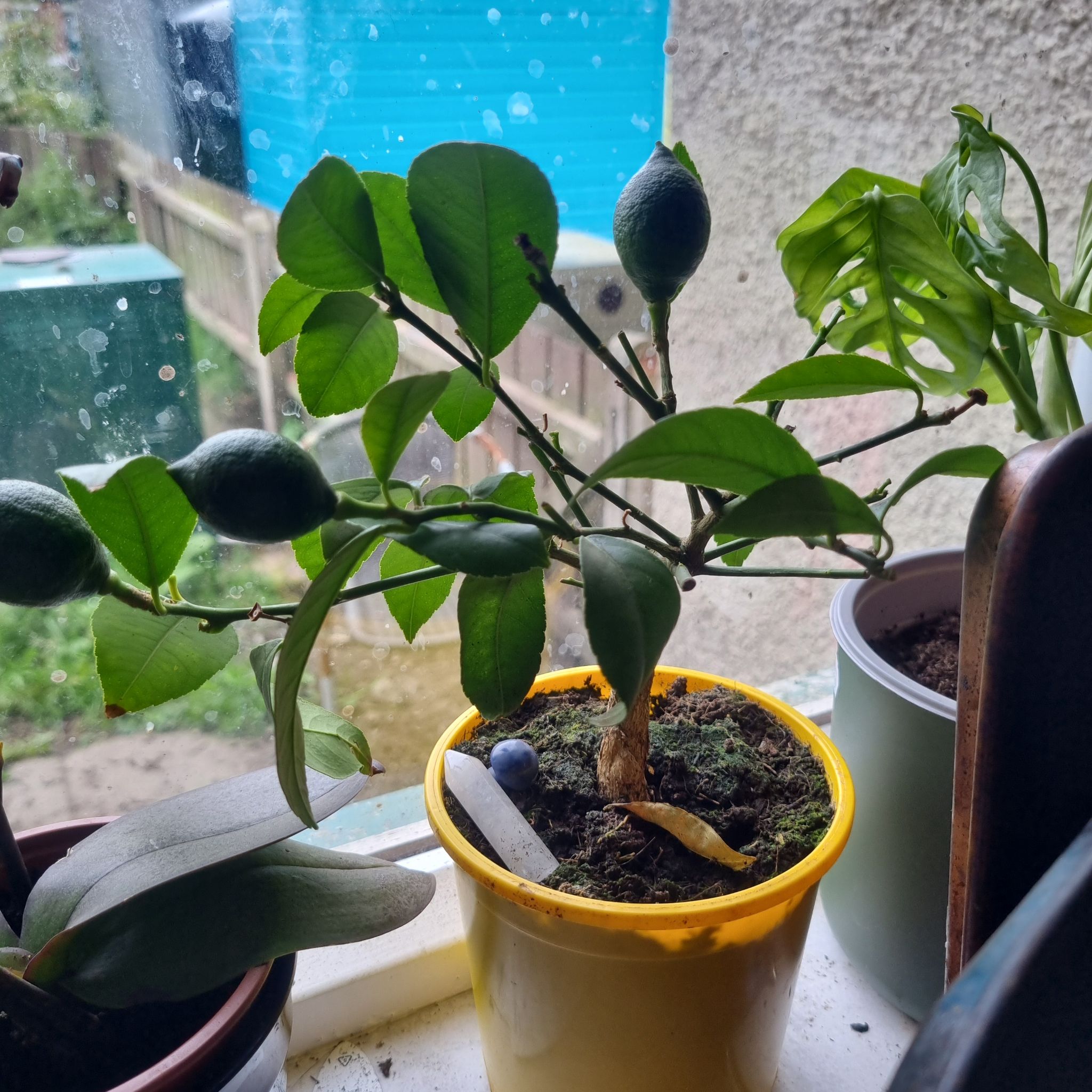 Makrut Lime plant in a yellow pot on a windowsill with another plant in the background.