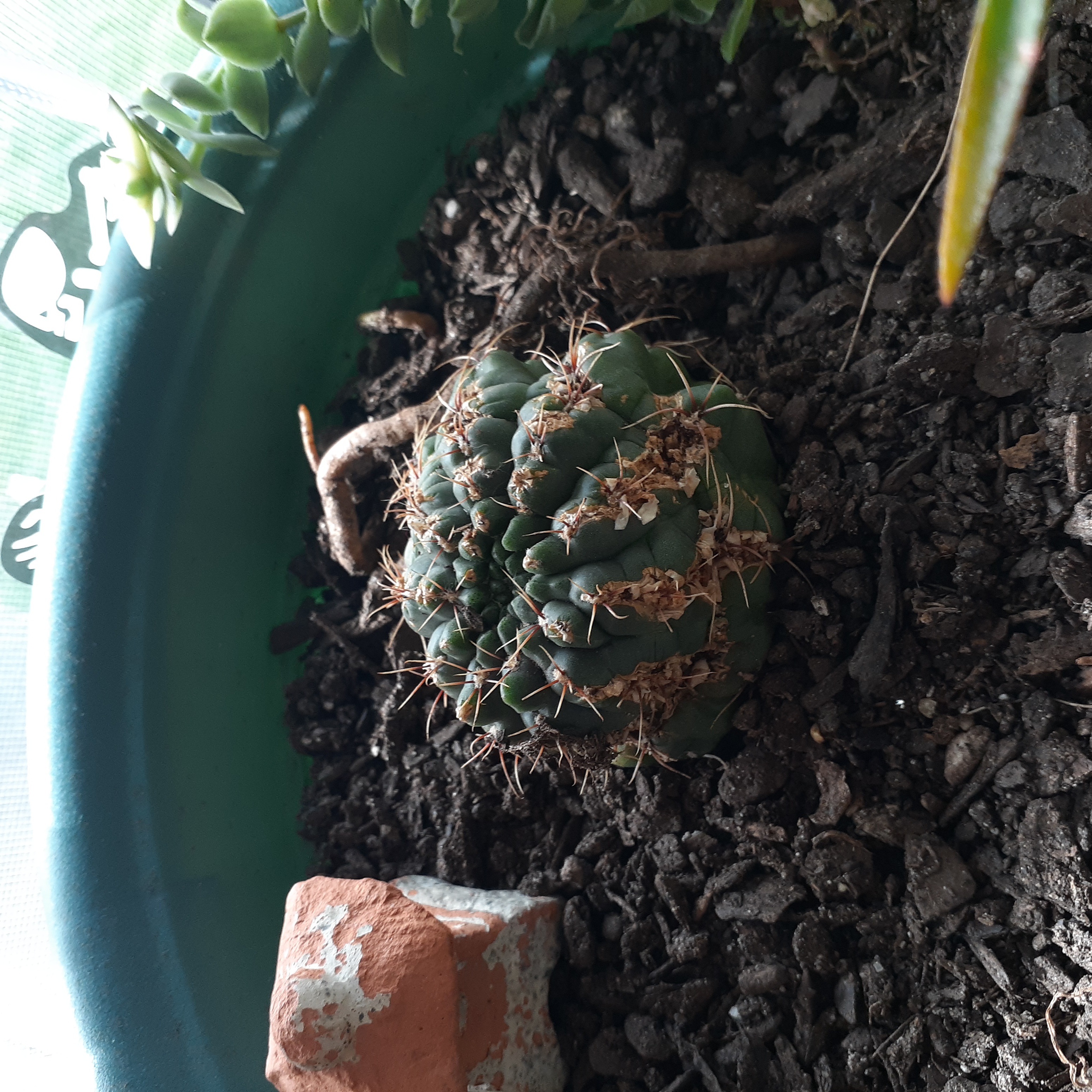 not cactus