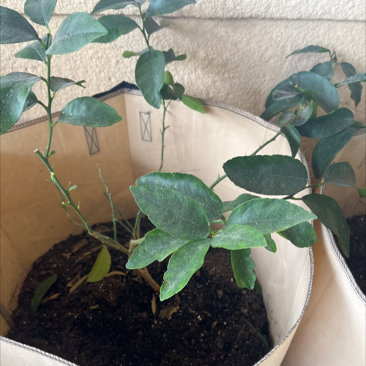 Makrut Lime plant in a fabric pot with visible soil and healthy green leaves.
