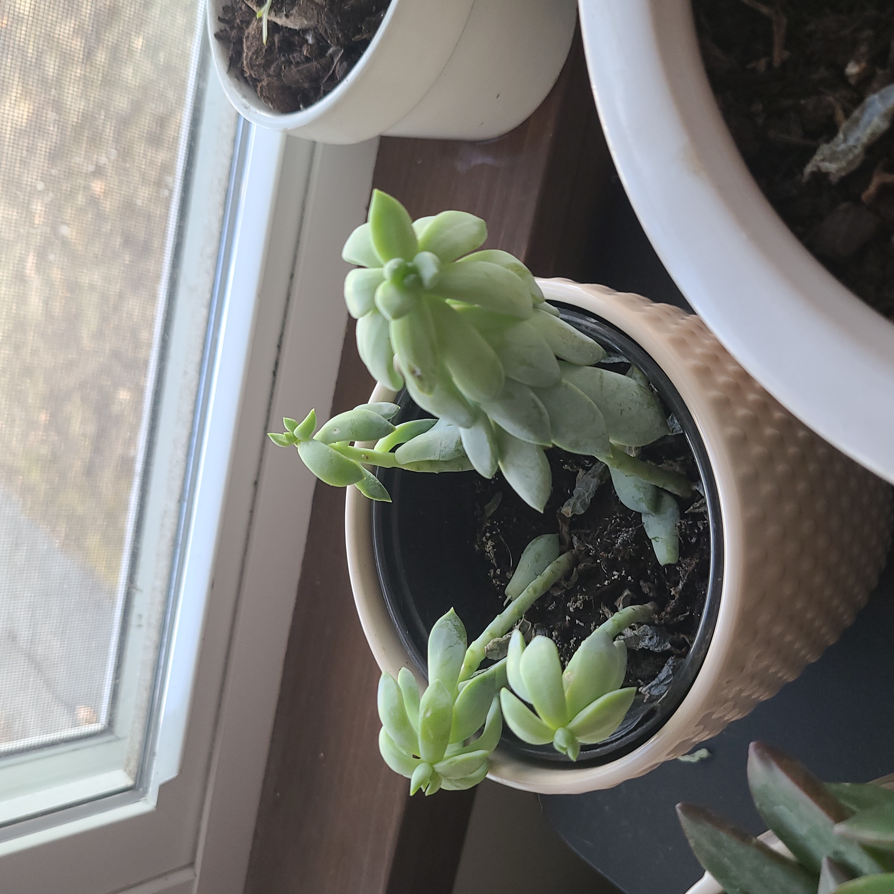 Sedum clavatum plant in a pot near a window, healthy with green leaves.