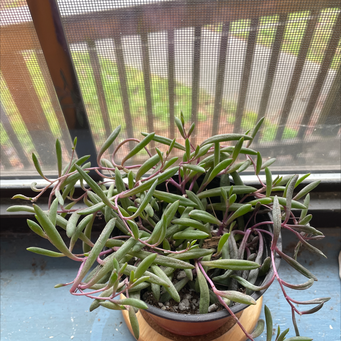 String of Pickles plant on a windowsill with green leaves and red stems.