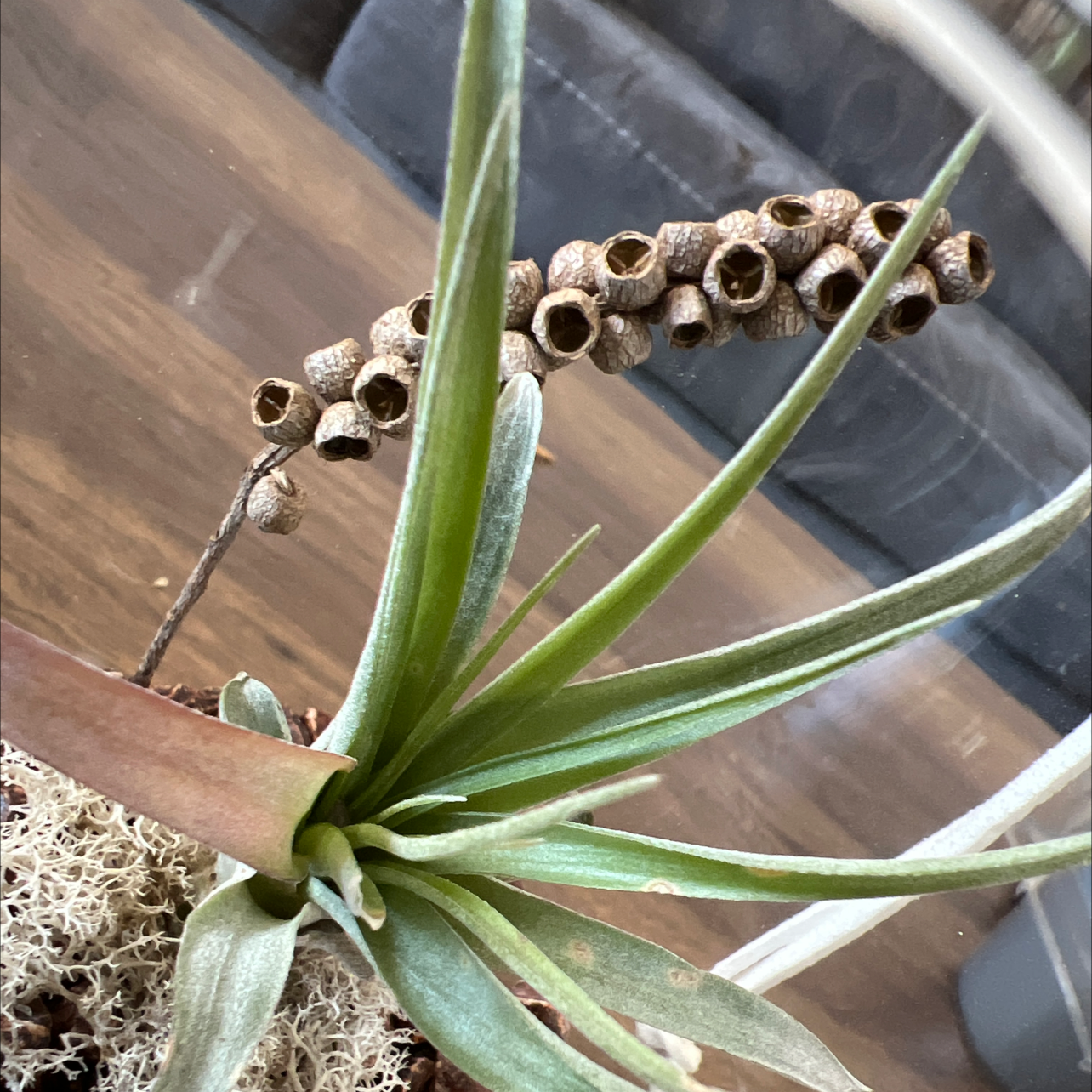 Tillandsia velutina plant with green leaves and a dried seed pod in the background.