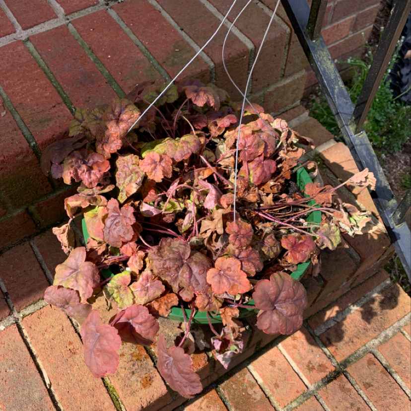 Potted Coral Bells plant with reddish-brown leaves on a brick surface.
