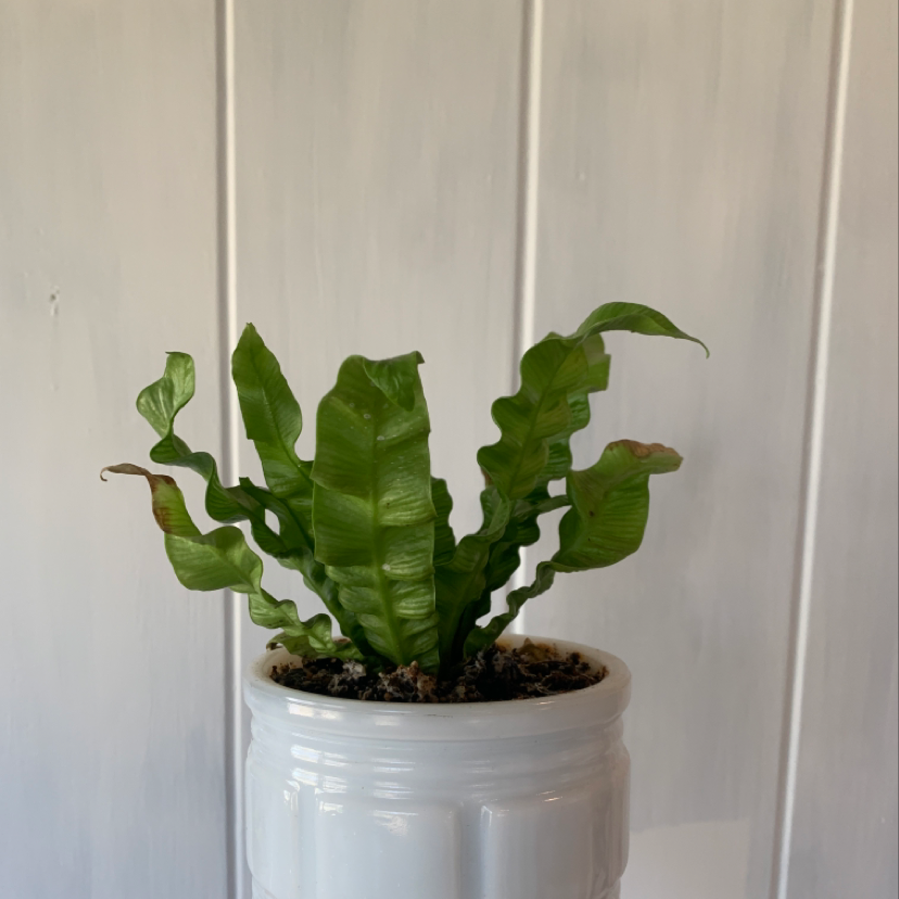 Hart's Tongue Fern in a white pot with some browning on leaf edges.