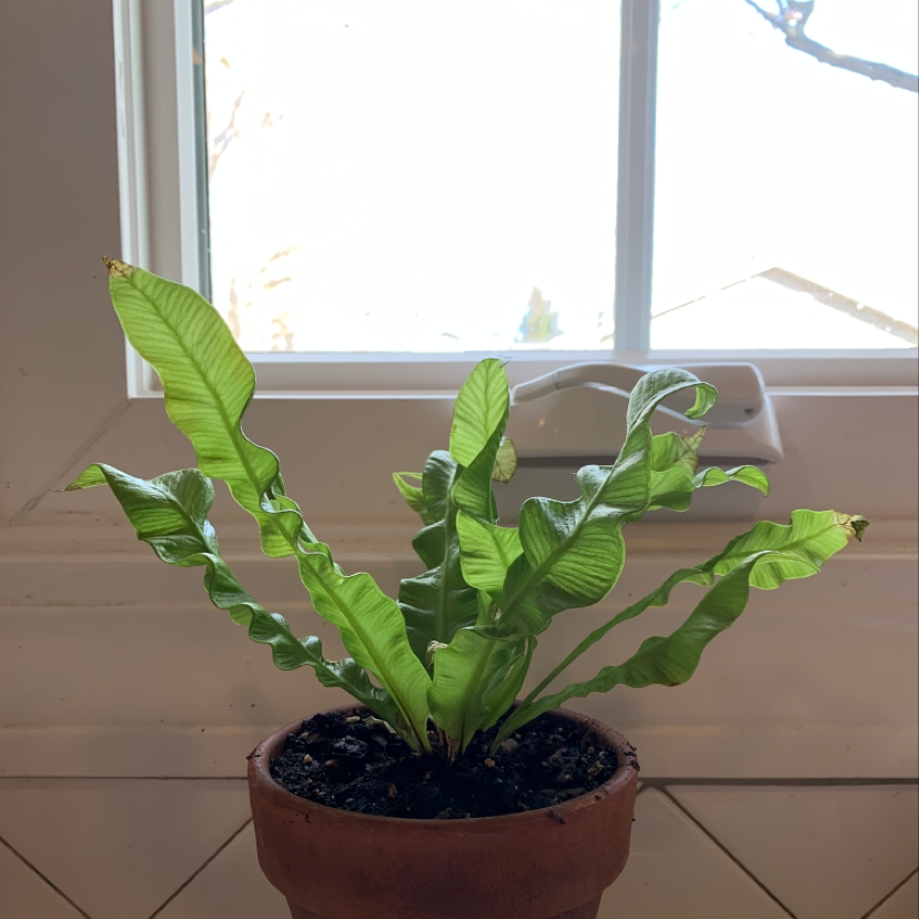 Hart's Tongue Fern in a pot on a windowsill, with vibrant green leaves.