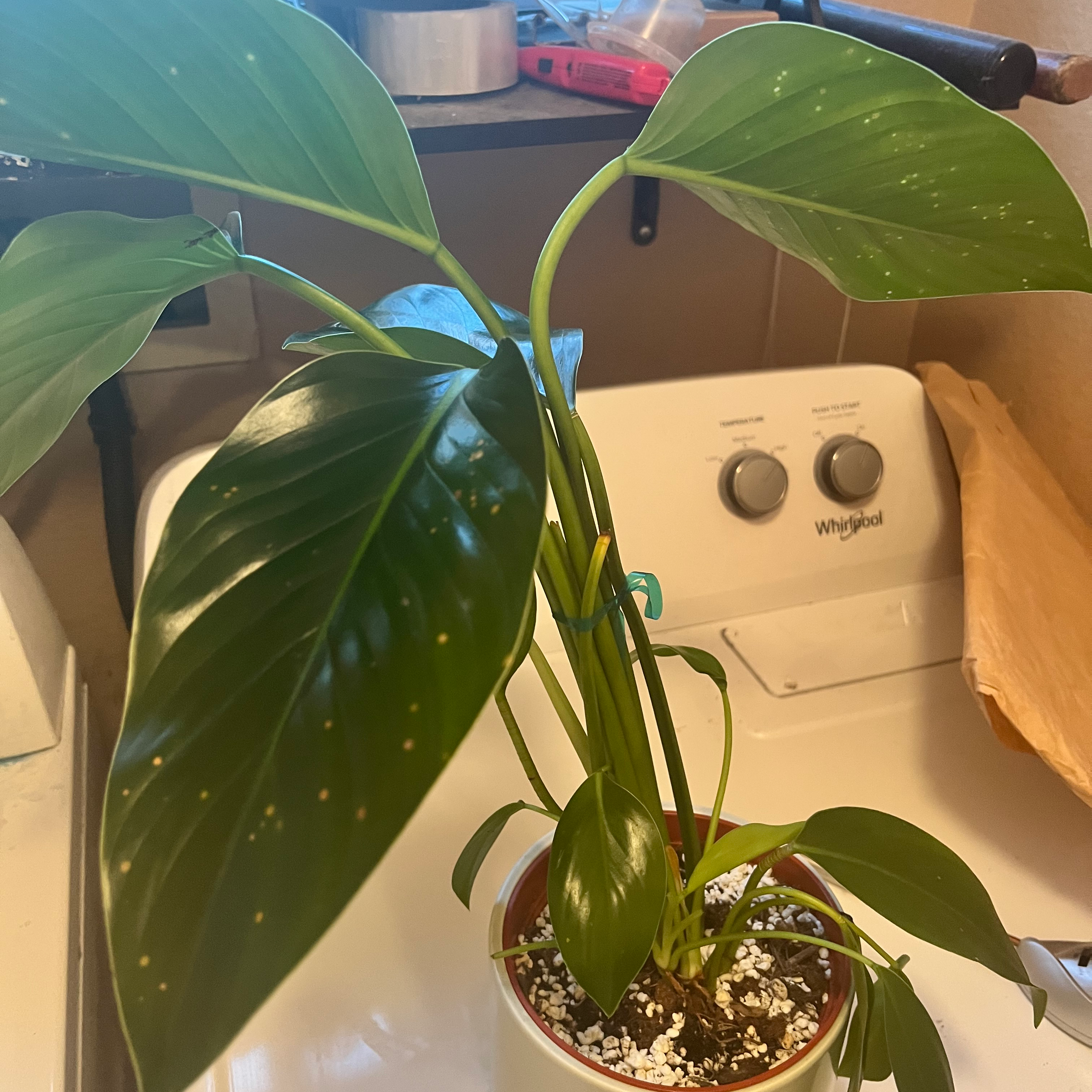 Philodendron 'Congo' plant with large, glossy green leaves in a pot with visible soil.