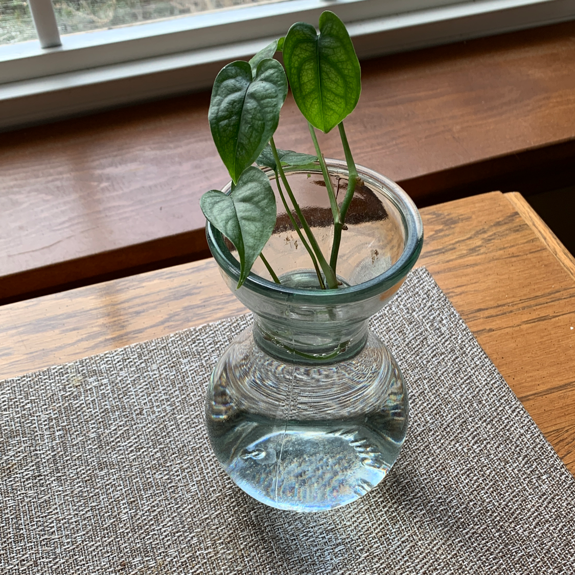 Monstera siltepecanna plant with green leaves in a glass container filled with water.
