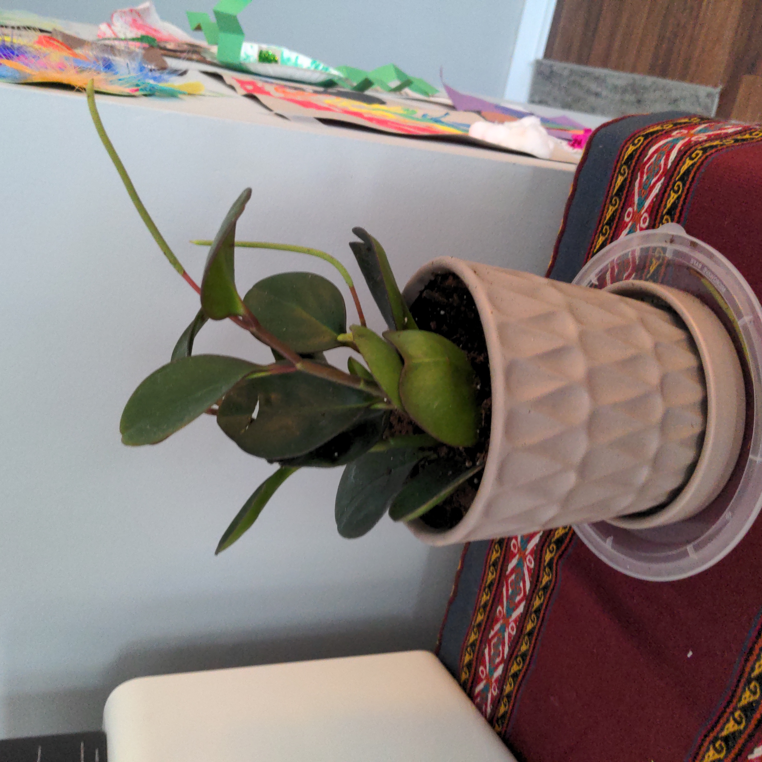 Potted Peperomia Red Edge plant on a table with visible soil and healthy leaves.