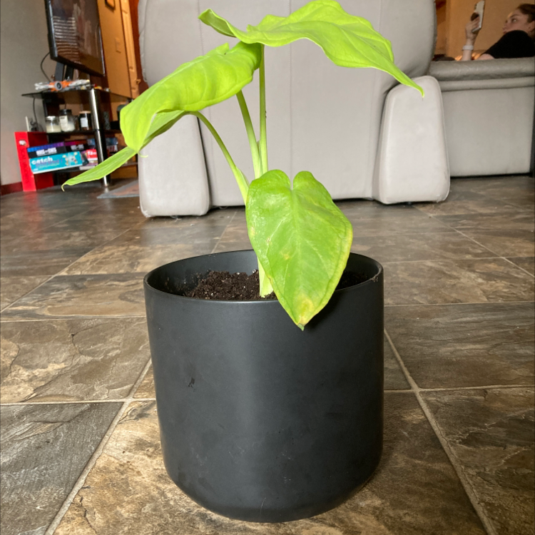 Photo of the plant species Lime Zinger Elephant Ear by @BuffCaleypea named Logan on Greg, the plant care app