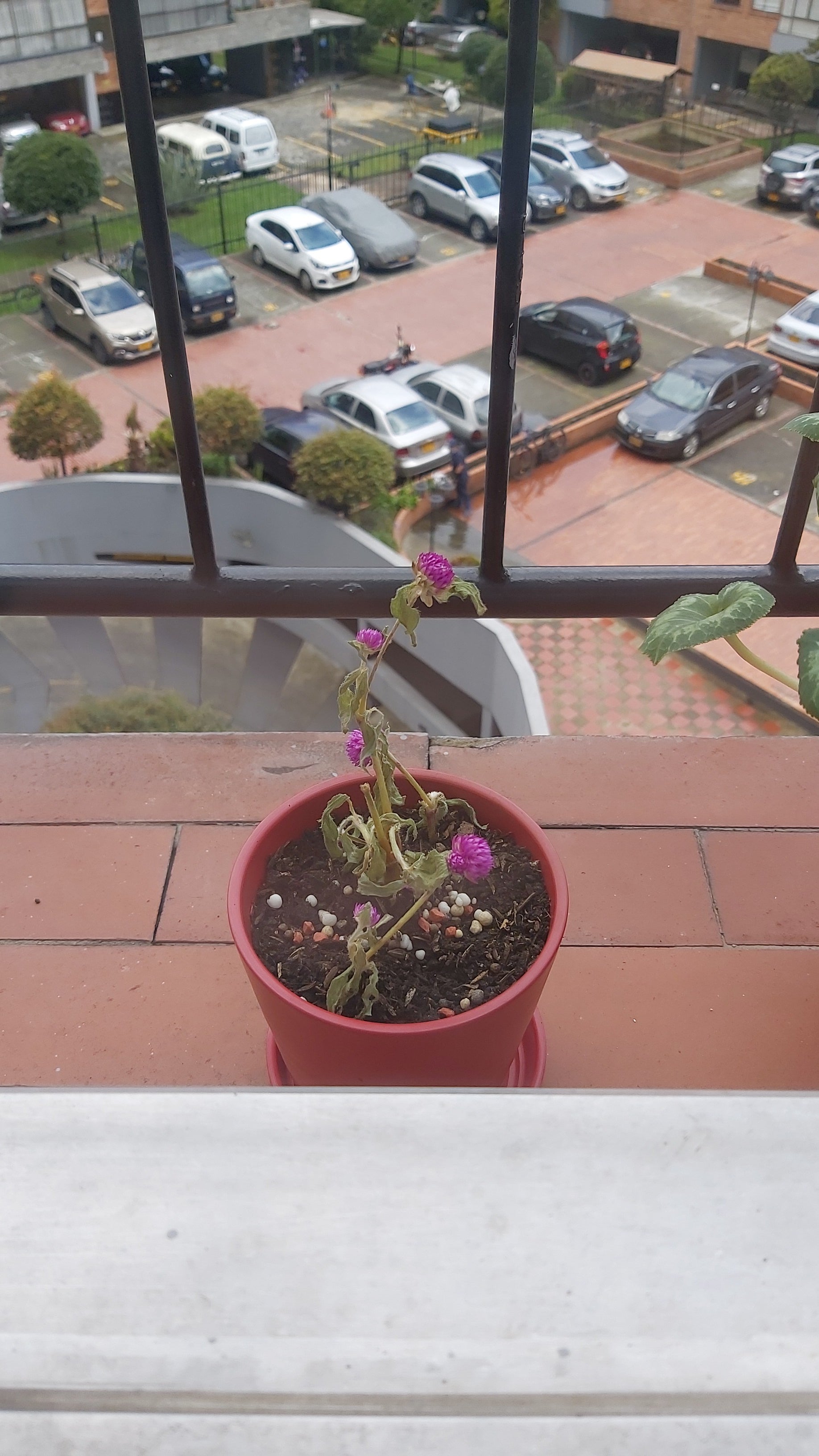 Light Requirements For Your Globe Amaranth by Season