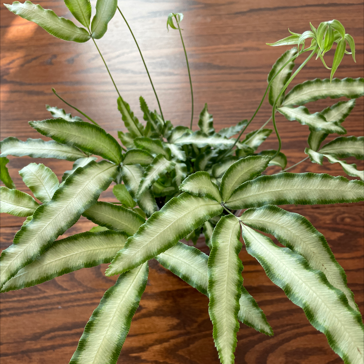 Cretan Brake plant with variegated leaves, healthy and well-formed.