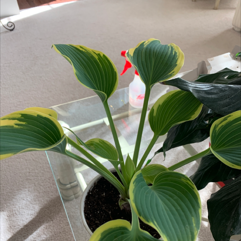 Siebold's Plantain Lily with green leaves and yellow edges on a glass table indoors.