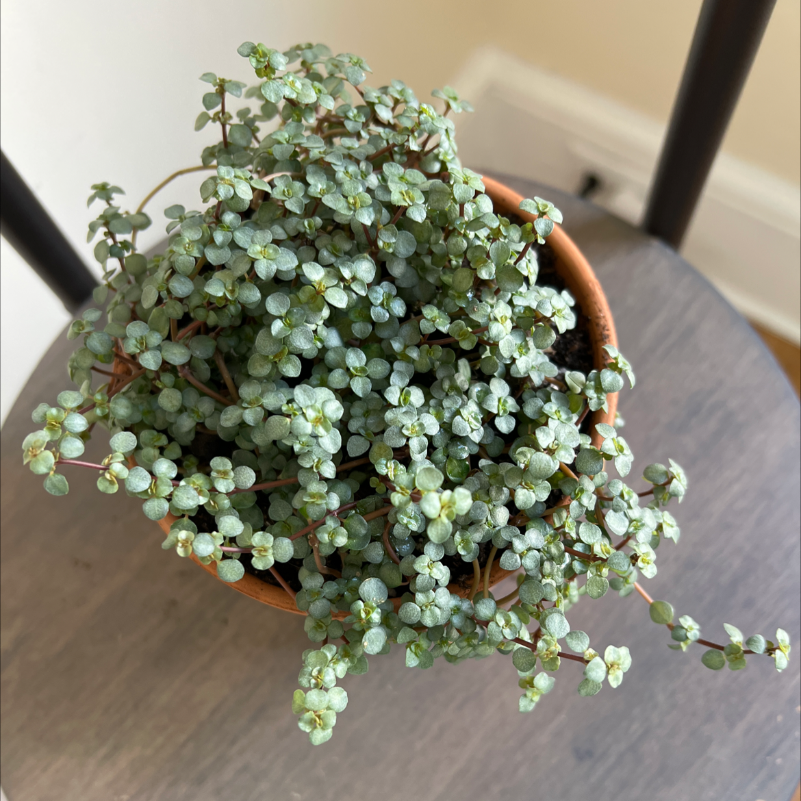 Potted Silver Spa plant with small, round leaves, well-framed and centered.