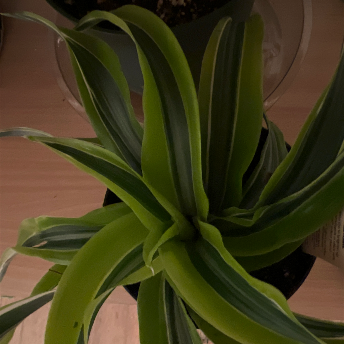 Lemon Surprise Snake Plant with vibrant green and yellow variegated leaves.