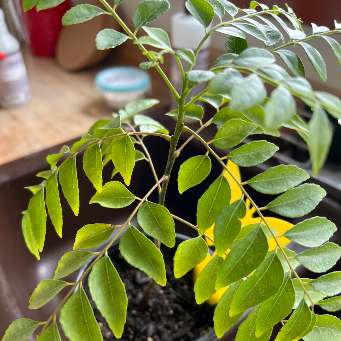 Curry Tree plant with green leaves, some yellowing, in a pot with visible soil.