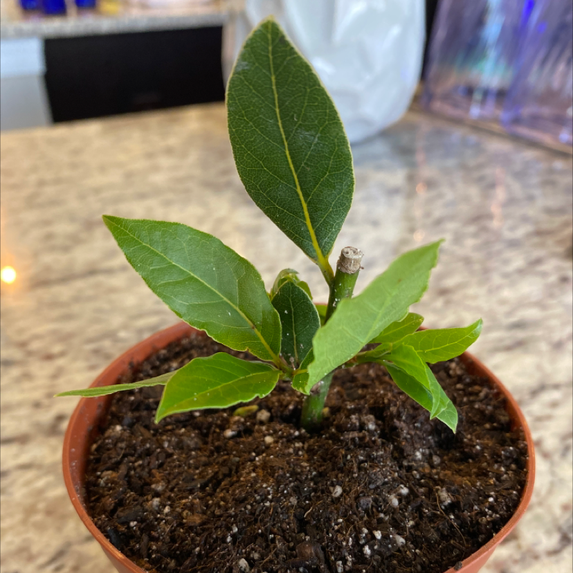 Young Bay Laurel plant in a small pot with healthy green leaves.